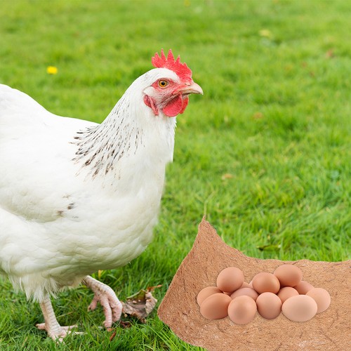 Pcs chicken nesting box - pcs,