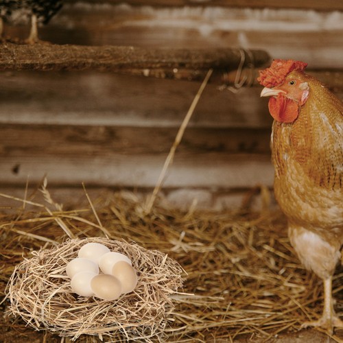 Nesting material chicken - nesting,