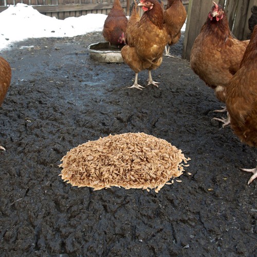 Natural chicken coop bedding - natural,